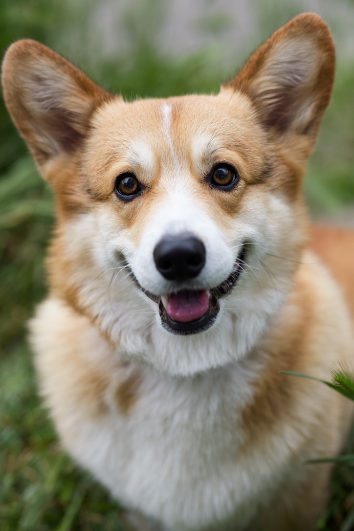 Alf the corgi, looking pleased